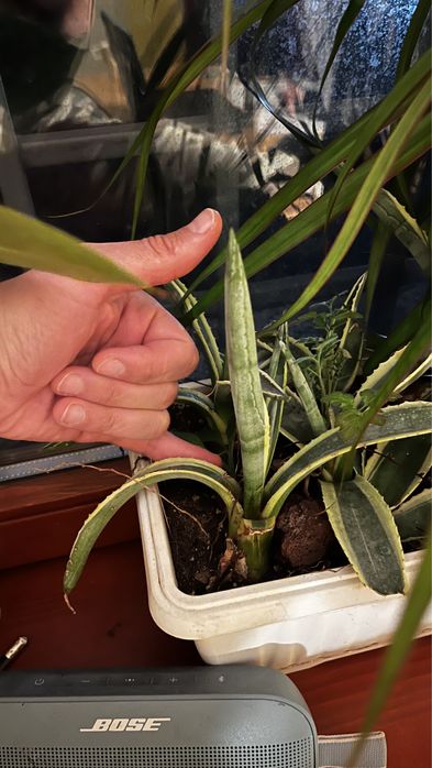 Растение Агаве ( Agave Americana )