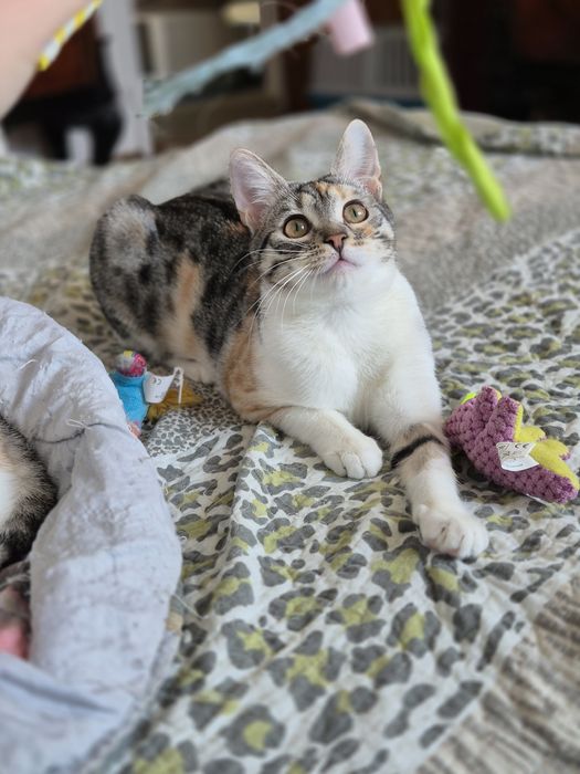 Pui de pisica, 7 luni, adoptie pisici