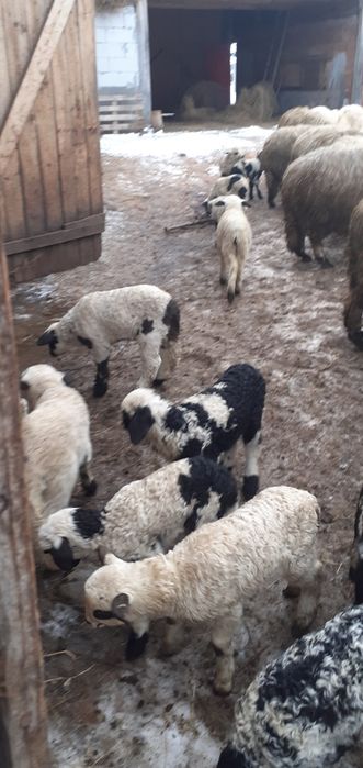 Oi fătate 10-15 bucăți