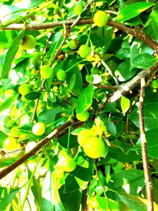 Дача продается/ Саяжай сатылады