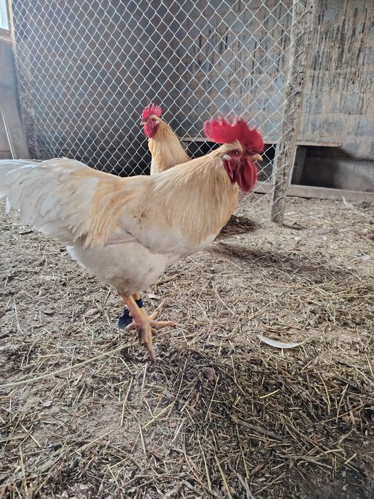 Продам жирных  петухов