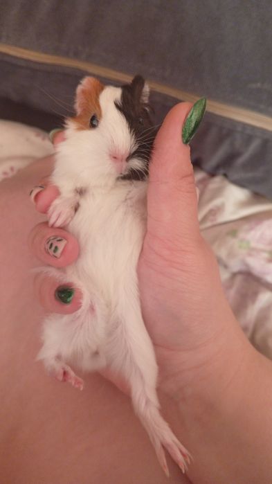 Продам морских свинок