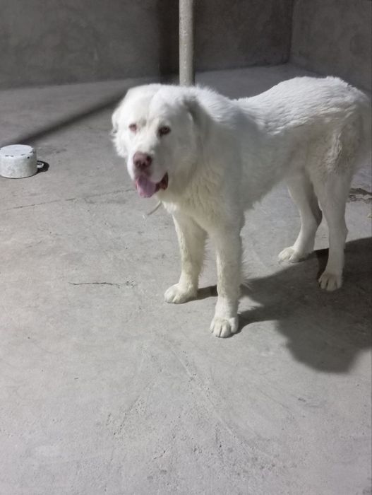 Alabay  1 yosh Алабай ARCHO