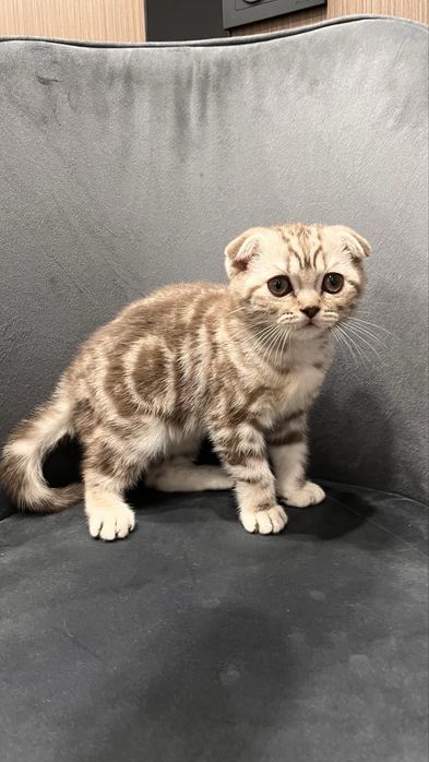 Шотландский вислоухий котёнок