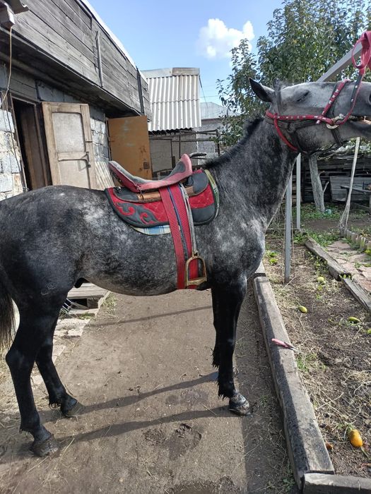 Продаётся жеребец