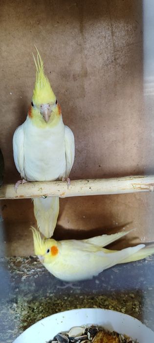 Карелла сатылады