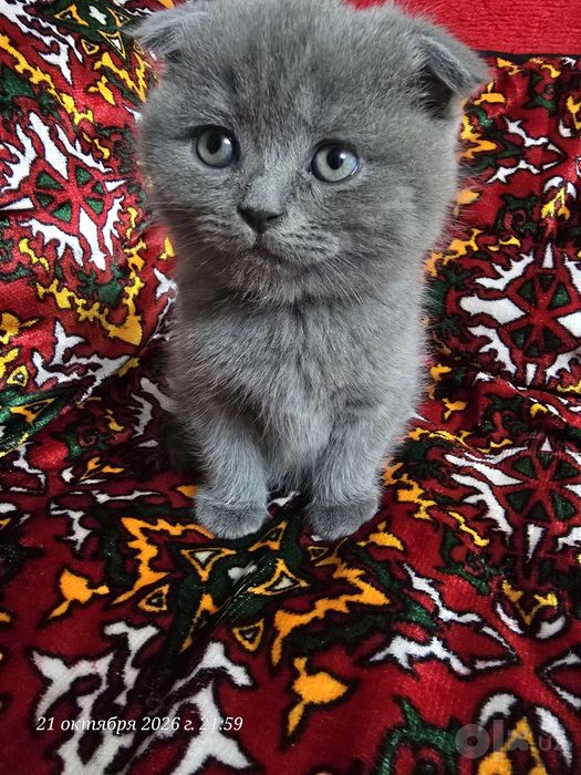 Продаются котята