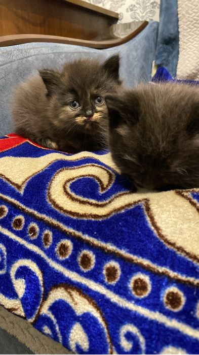 Бесплатно котята