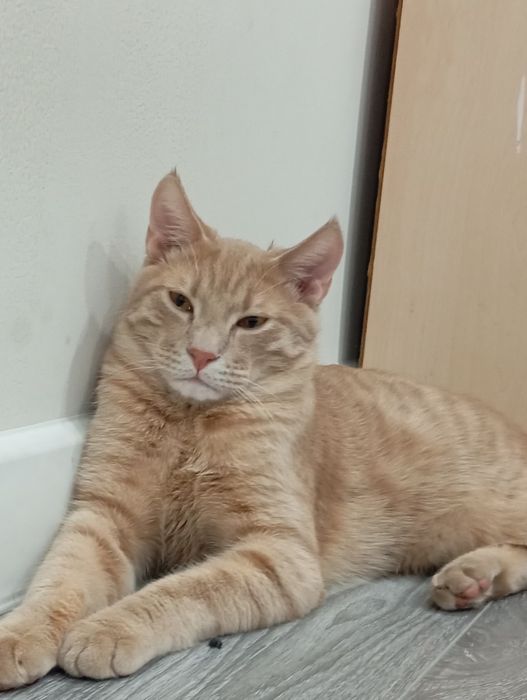 Продам кошку мейн-кун