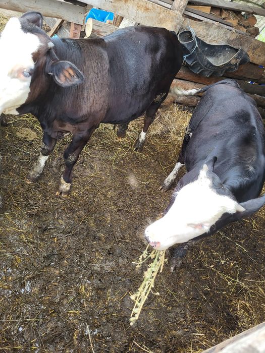 Vand 3 tauras 250kg