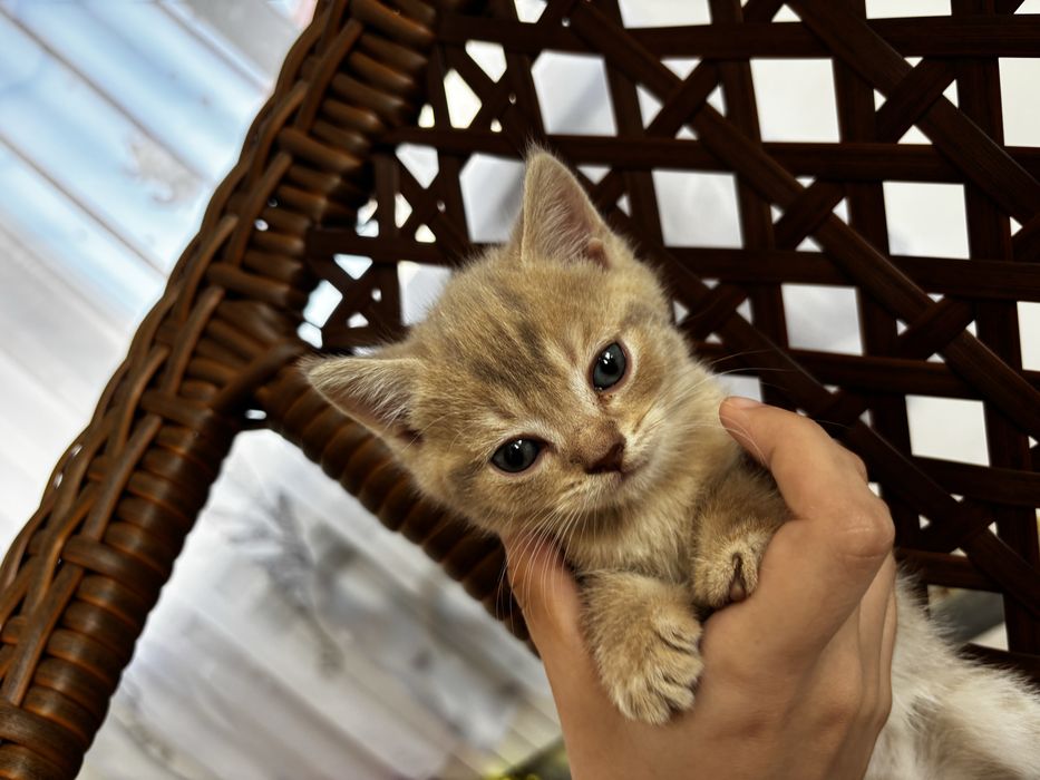 Продам шотландских котят