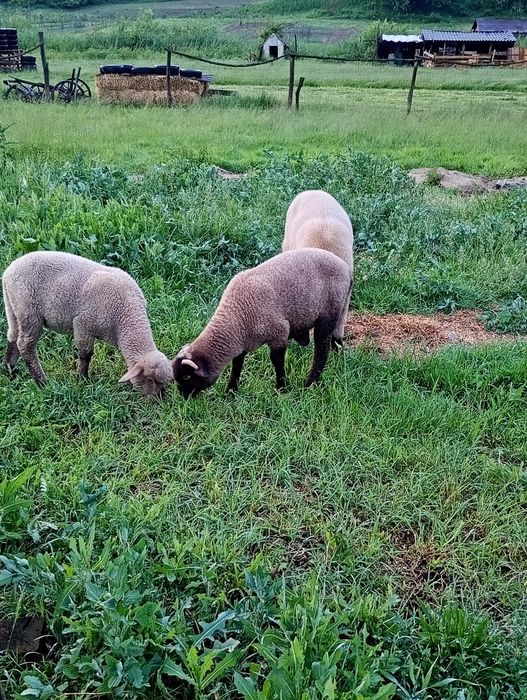 Miei de vânzare carabasi