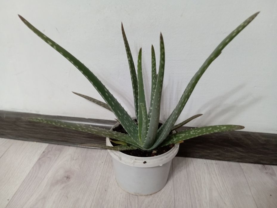 Разные комнатные цветы