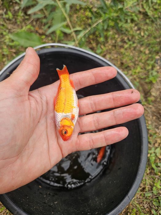 Carasi aurii , pesti iaz / helesteu , carasi koi coi