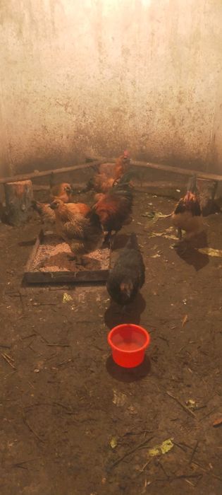 Продам кур порода илюхей