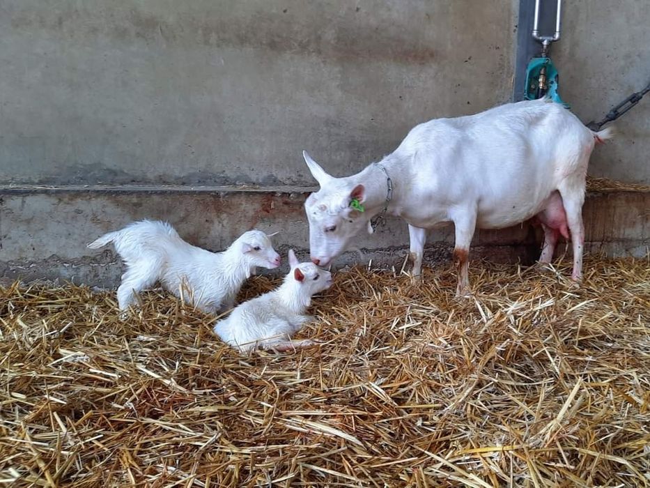 Capre saanen cu pedigree!