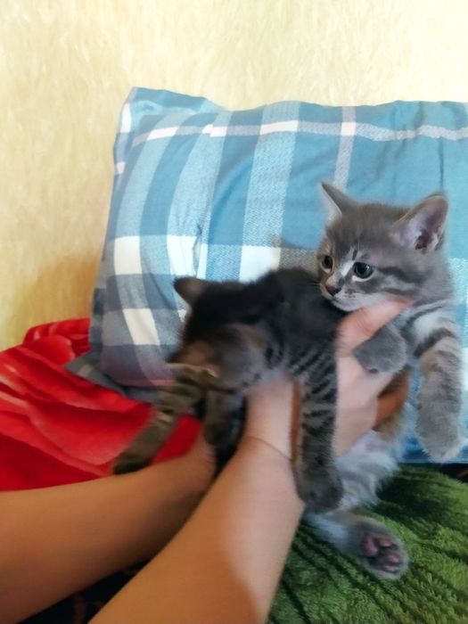 Отдам даром шотланские котята и их мама