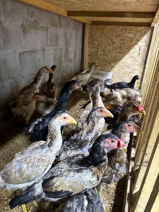 Продам молодых курей