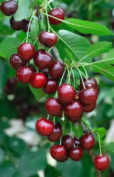 Компот для кафе и столовой