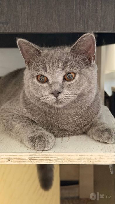 Кошка породистый Британ