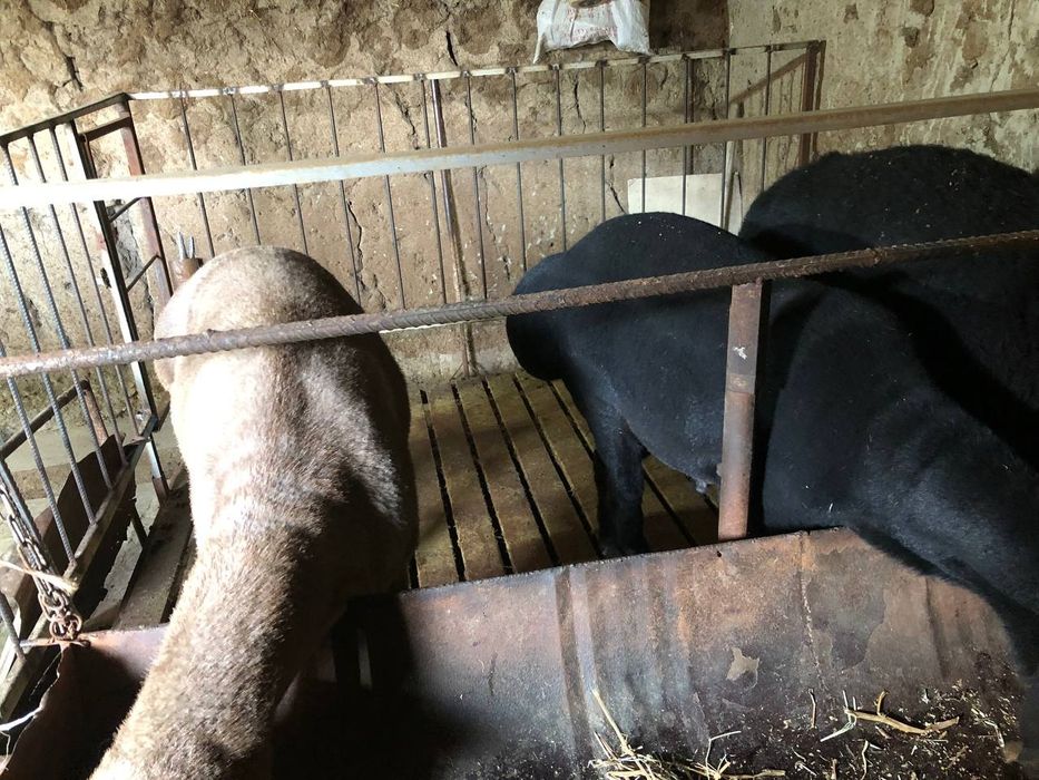 Samarqand juma Qoʻchr sotiladi toza sogʻlom