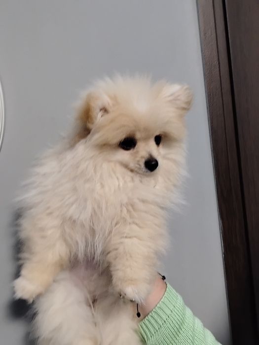 Померан момиченце