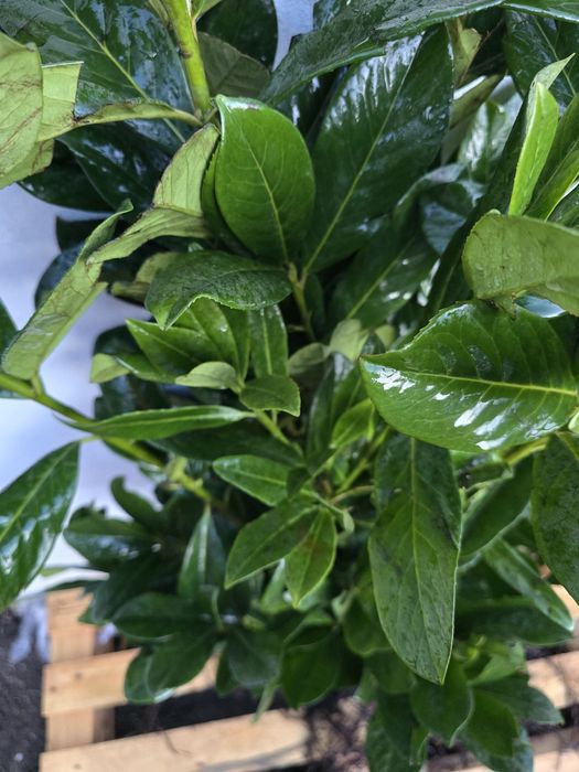 Laur Englezesc NOVITA 60-80cm - Ramificat - Prumus Laurocerasus