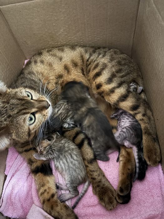 Бенгальские котята