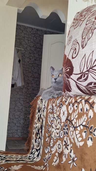 Веслоухий шотландец ищет кошку