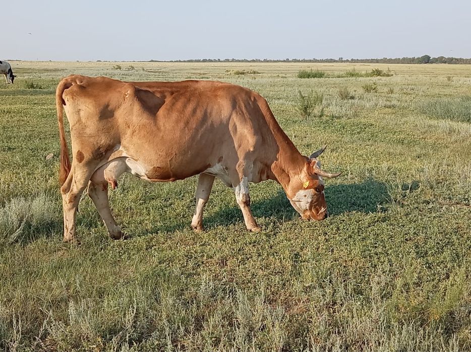 Продам две дойные молочные коровы.