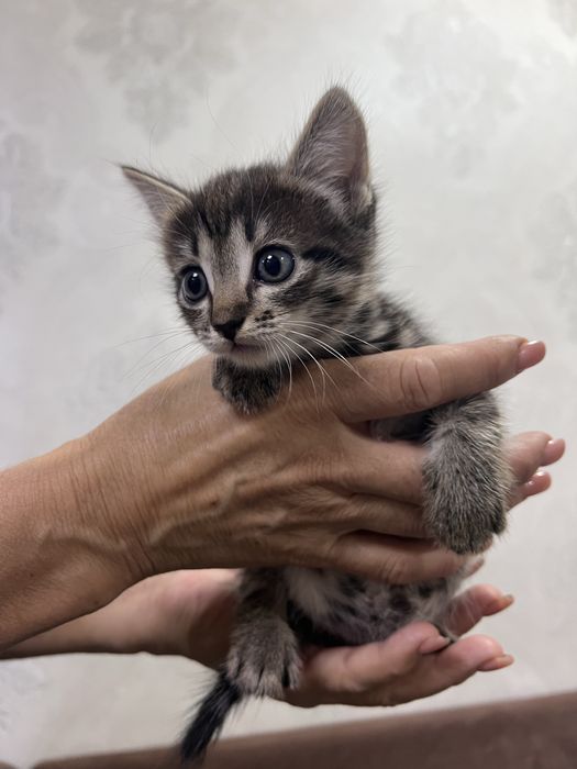 Отдам котят в добрые руки