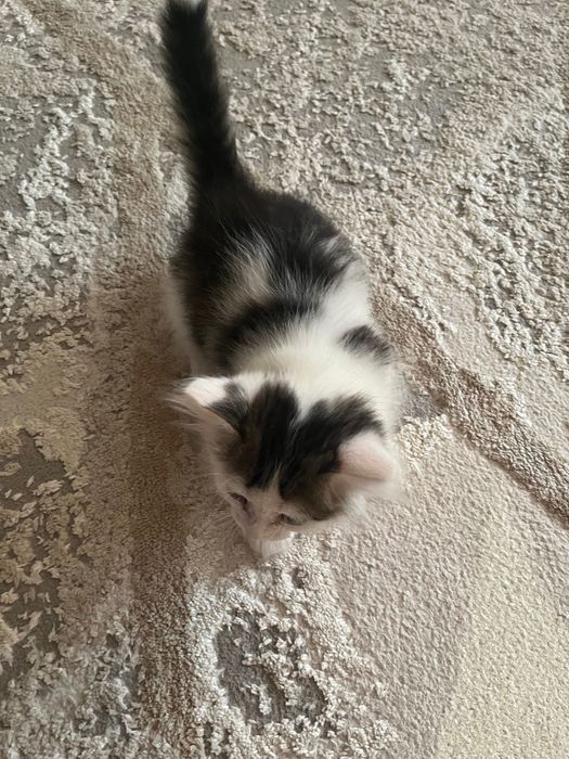 Отдам кота в добрые руки