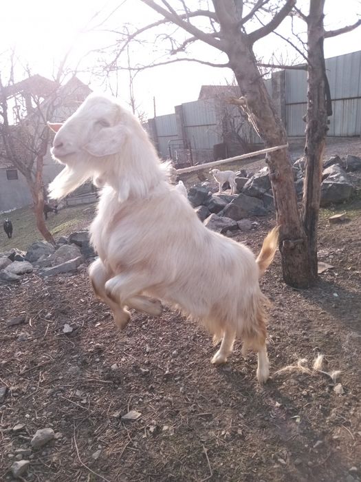 Продам Занненского Козла