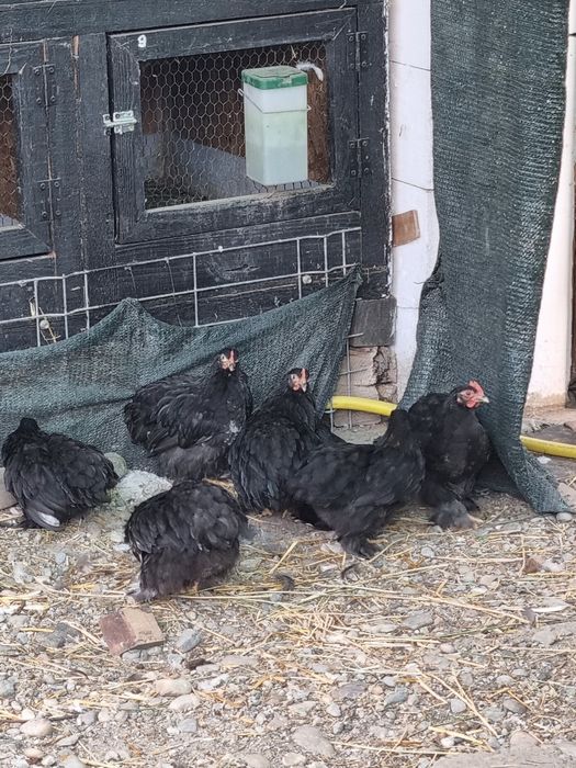 Gainusi si cocosei cochinchina pitic