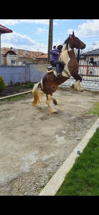 Cai pt echitatie terapie si agrement