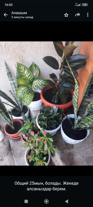 Цветы декоротивные