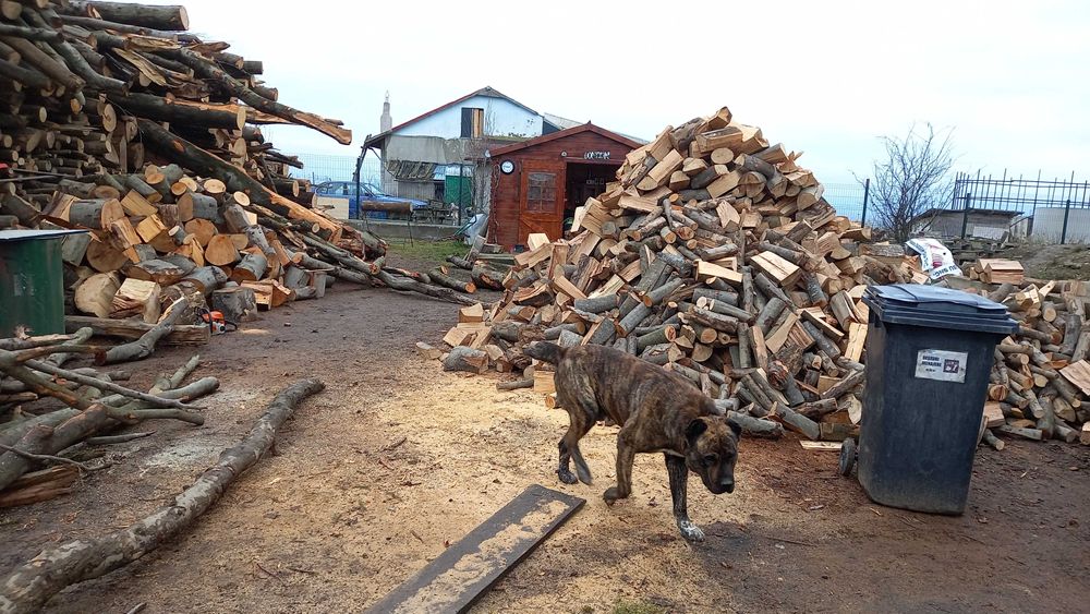 Vand lemn de foc carpen