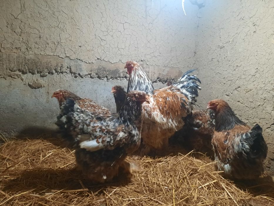 Bramma parselan tuxumlari1