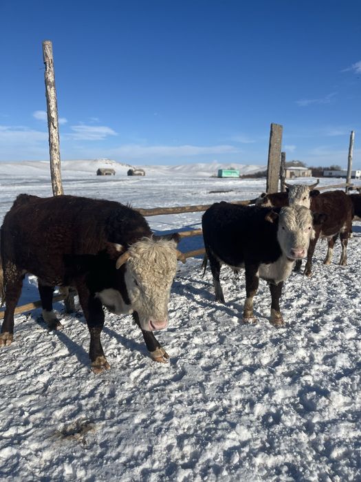 Акбас белоговык бычки