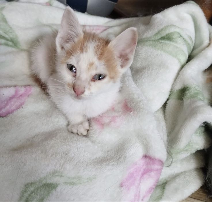 Бебе коте търси дом