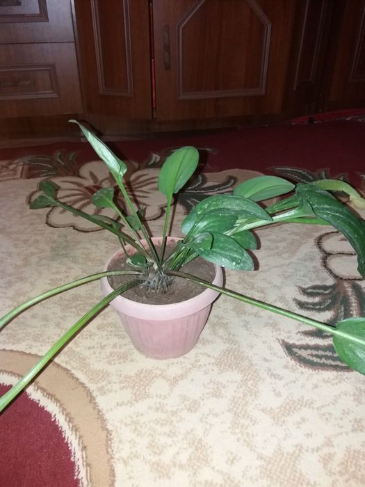 Комнатные растения