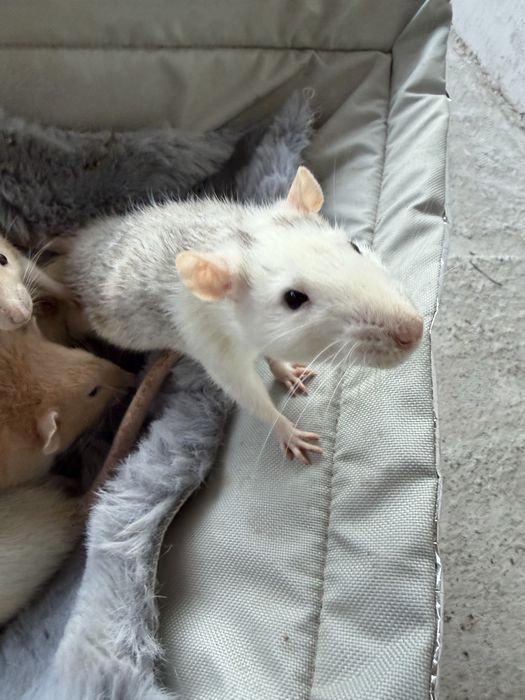 Vand șobolani de companie