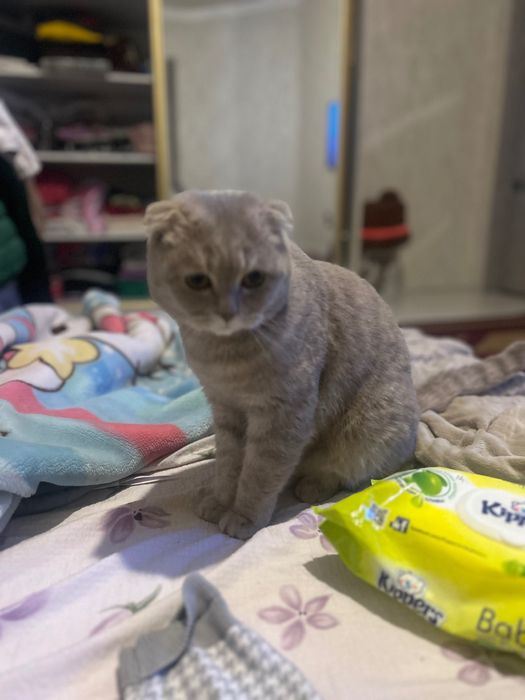 Продам породистого кота