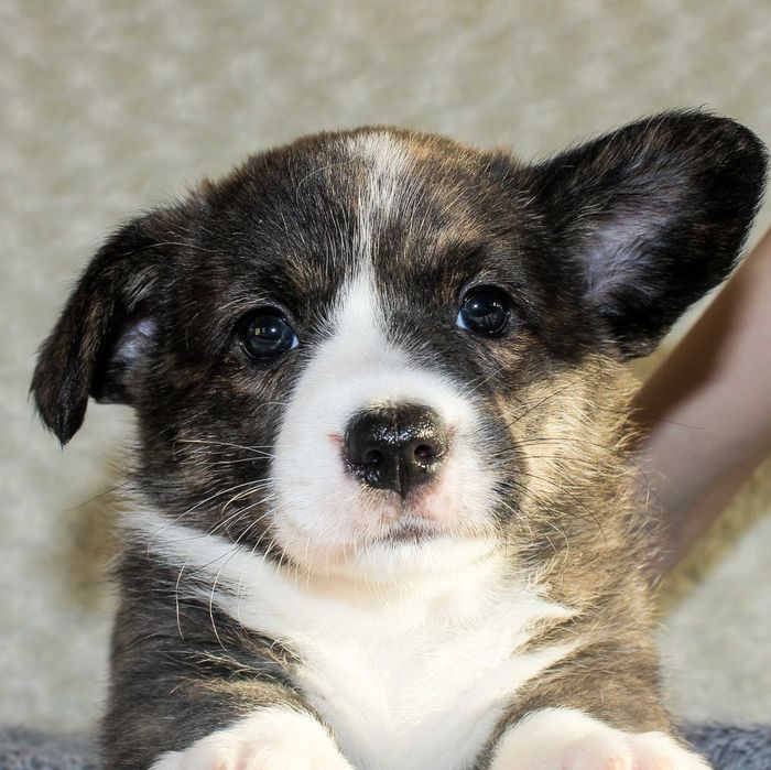 Щенки вельш корги кардиган