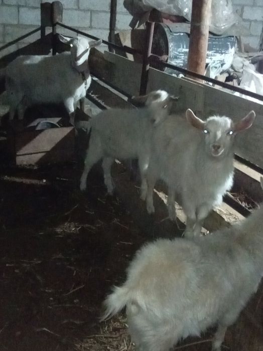 Занен  30000.. 1штук...