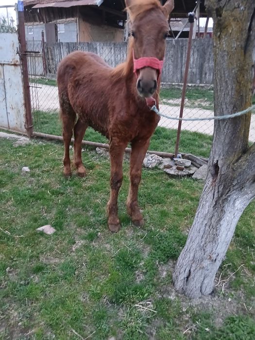 Mânz de vânzare de 8 luni