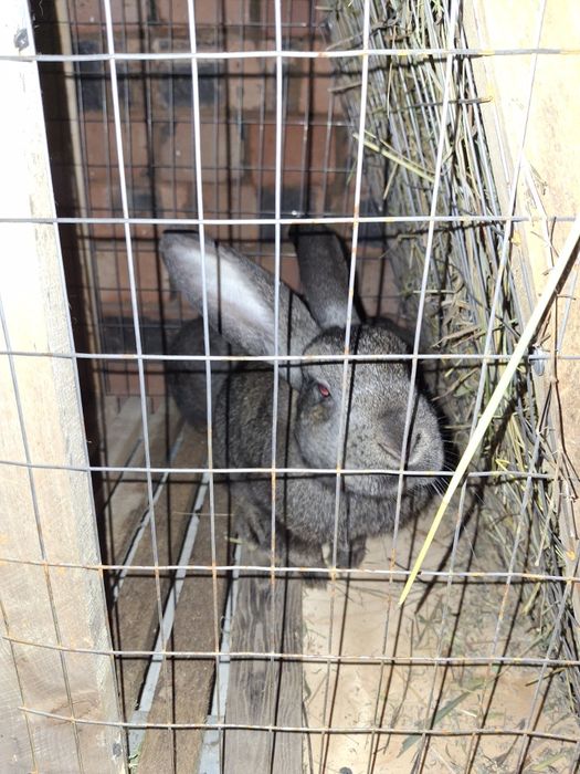 Продам кроликов разных возрастов.