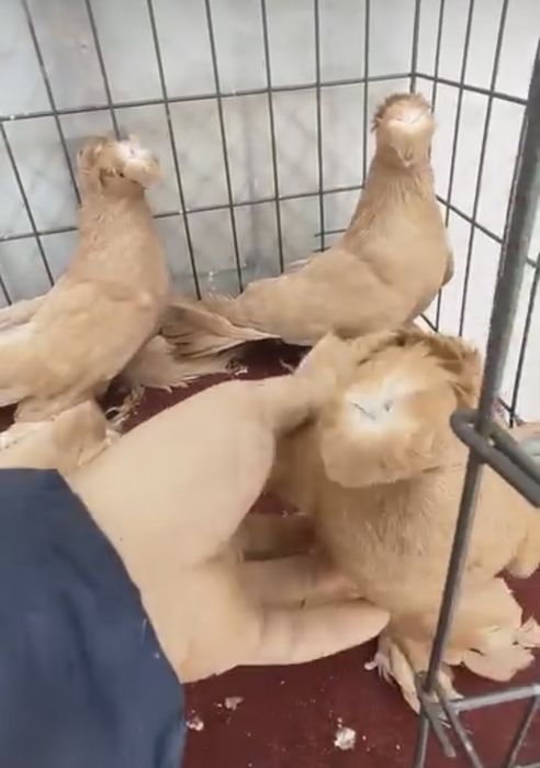 Всех приветсвую в продаже годуби