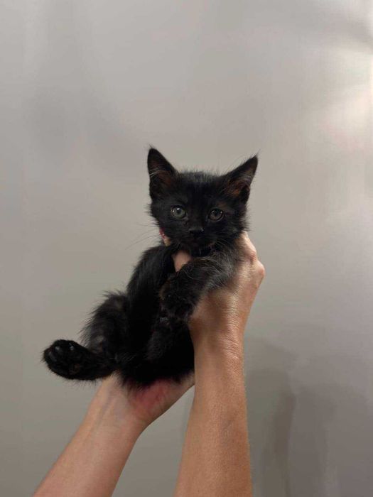 Котенок мальчик бесплатно