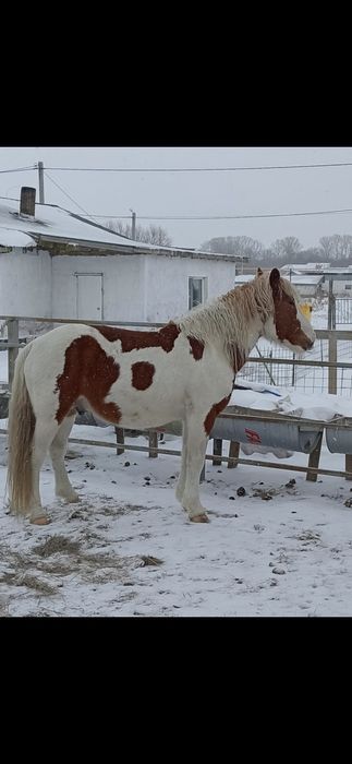 Продам Жеребец  6 лет